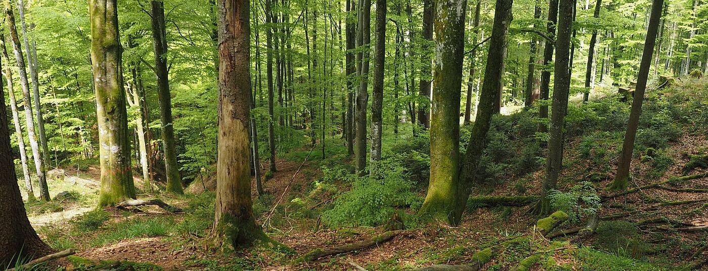 Wald bietet Biodiversität